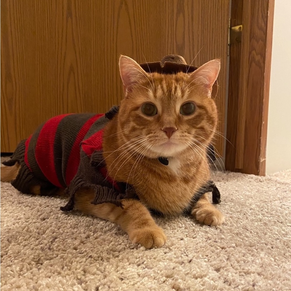 🐈🐈‍⬛ - Picture 3 of 16